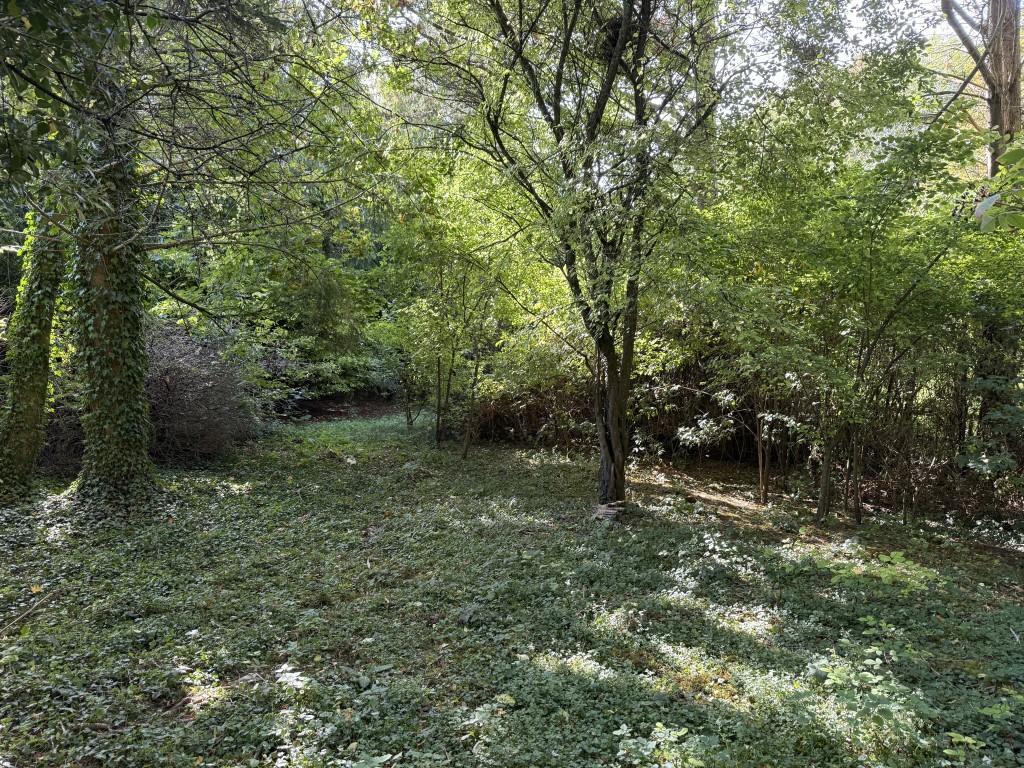 Lot: 47 - APPROXIMATELY HALF AN ACRE OF LAND WITH VACANT POSSESSION - Mature trees and natural growth